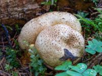 Kartoffelbovist Pilzpaar